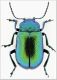 Oreina intricata anderschi.jpg