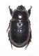 Hato Builico 089.JPG