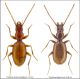tavola confronto Orotrechus targionii ganglbaueri-concii.jpg