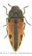 Acmaeodera latiflavawtmk.jpg