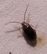 Isomira sp..jpg