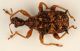 echinapoderus - Copia.jpg