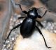 Blaps_sp_3236.jpg