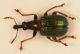 sanguinicollis - Copia.jpg