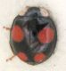 Coccinella1.jpg