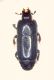 Platysoma (Cylister) elongatum elongatum (Thunberg, 1787) d.jpg
