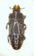 Platysoma (Cylister) elongatum elongatum (Thunberg, 1787) v.jpg