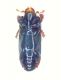 Platysoma (Cylister) filiforme Erichson, 1834 v.jpg