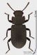 Bolitophagus_reticulatus_s.jpg