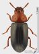 Neomidia_haemorrhoidalis_s.jpg