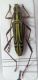 Hayashiclytus sp..jpg