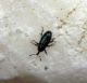 Aulacobaris sp. 2.jpg