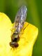 Syrphidae sp.  Cà Bianca 8 aprile 2011 010a.jpg