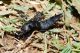 staphylinus olens stafilinidi  con formica.jpg