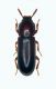 corticeus copia.jpg