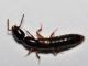 Staphylinidae - 9 mm -20111124_123.jpg