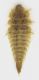 larva_Elmidae_Nera.jpg
