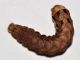 Larva - 16 mm - IS20111130_024.jpg