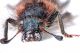 cleridae1.jpg