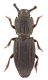 Zopheridae 1.jpg