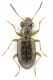 carabid 1.jpg