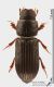 Pleurophorus_caesus_as.JPG