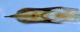 edeago-ventrale-Anticidae-Carloforte-2011.jpg