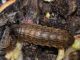 Larva - 10 mm -20111124_051.jpg