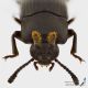 Tenebrionid2d_Timor_s.JPG