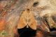 clostera-pigra-IMG_5860_08.jpg