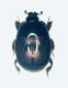 Isteride bronzato 001 copia.jpg