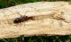Xylosteus spinolae (1).jpg
