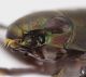 Gyrinid1d_Timor_s.JPG