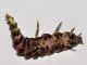 Lampyridae - Lampyris sp - 21 mm -20111130_073.jpg