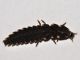 Lampyridae - Lampyris sp - 21 mm -20111130_066.jpg