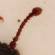 Latridiidae_Leitz6x.jpg