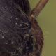 Formica_Flash_PMax_part.jpg