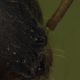 formica_Olympus_flash_PMax_part.jpg