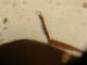DSCN9516.JPG