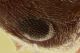 formica_flash_YN_ PMax_part.jpg