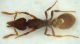 Formica2 Sasso 2.1mm.JPG