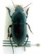 dimidiatus.jpg