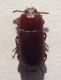 tenebrionide1.jpg