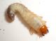 DSC01868.JPG