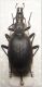 Cychrus italicus femmina.jpg