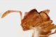 formichina_gialla_1,4mm_grey.jpg