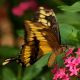 Papilio thoas X.jpg
