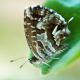 Cacyreus marshalli X.jpg