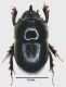 Hybalus baguenai macho3.jpg