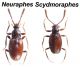 Cyrtoscydmini1.jpg